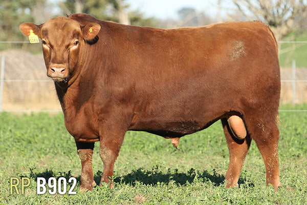 Lote 3 TOROS PUROS DE PEDIGREE