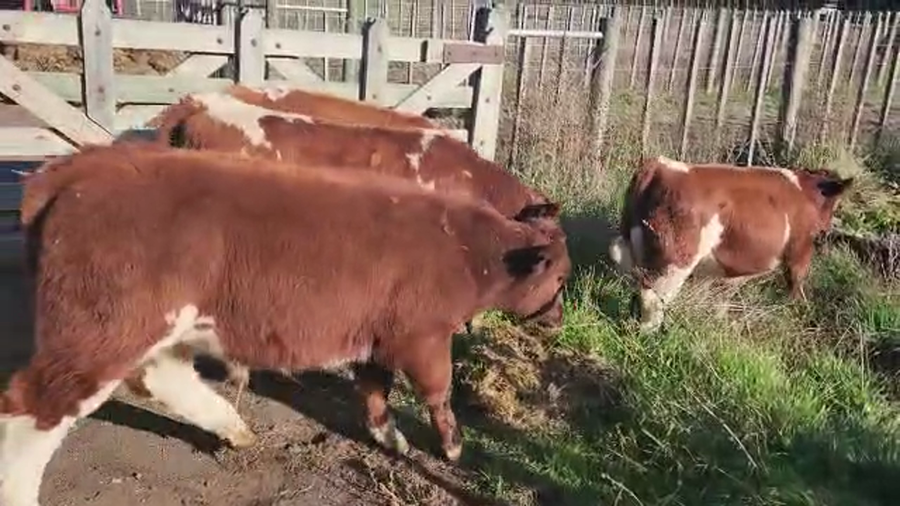 Lote 38 Ternero en Melipeuco, IX Región Araucanía