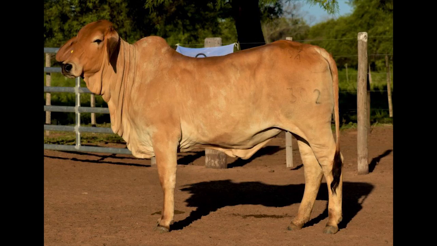 Lote VAQUILLA BRAHMAN