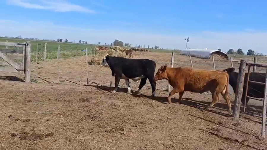 Lote 15 Novillitos Angus Negro, Angus colorado y Braford en Sunchales, Santa Fe