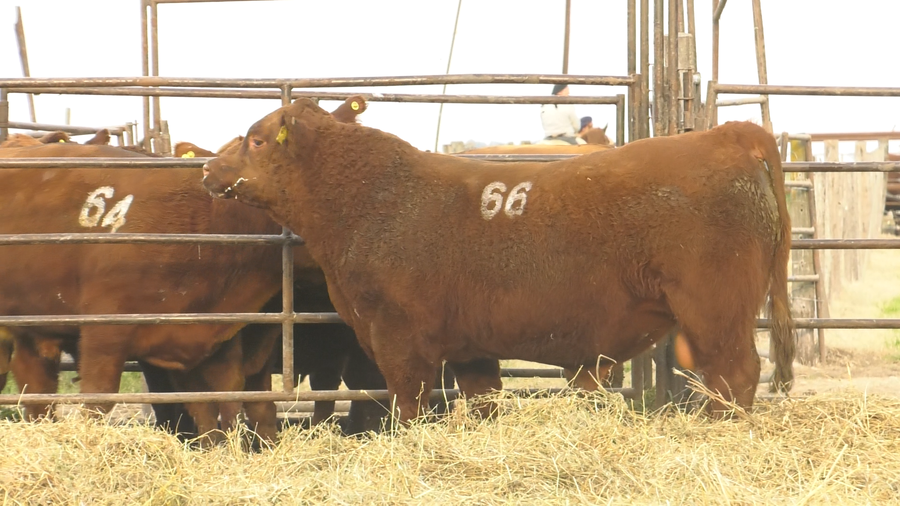 Lote TOROS ANGUS COLORADOS  PC