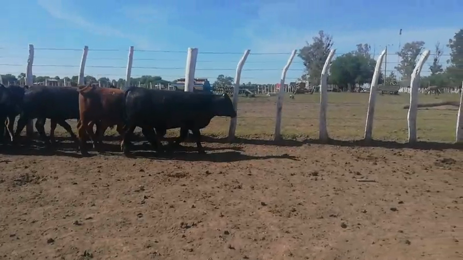 Lote 70 Terneros/as en Federal, Entre Ríos