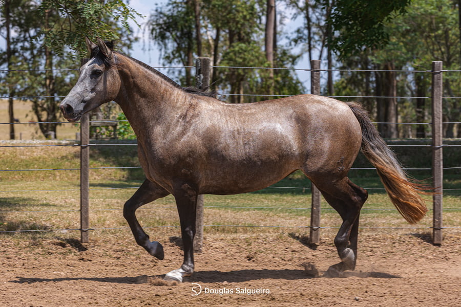 Lote MI NENA DE LA COLINA