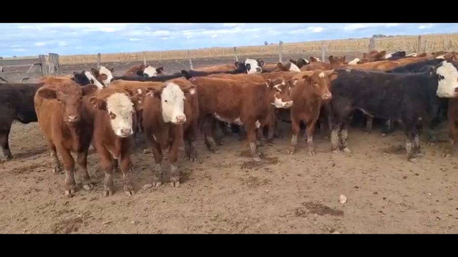 Lote 71 terneros/as