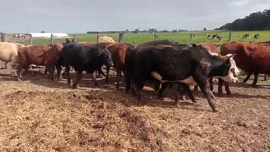 Lote (Vendido)15 Novillos a remate en 5to remate por pantalla ENTRE MARTILLOS en san ramon