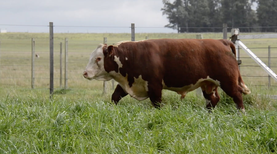 Lote POLLED HEREFORD PURO de ORIGEN