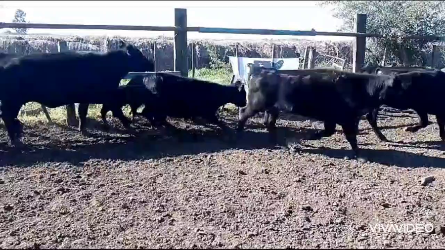 Lote 12 Vaquillonas C/ cria en Cañuelas, Buenos Aires