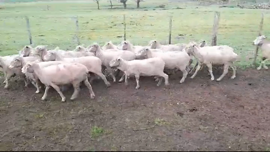 Lote OVEJAS