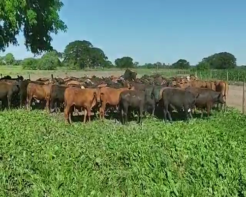 Lote 110 Terneros en Gral. San Martín, Chaco