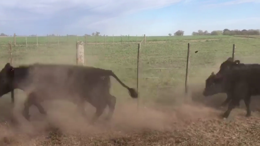 Lote 115 TERN. MACHOS, ARENAZA, BS. AS.