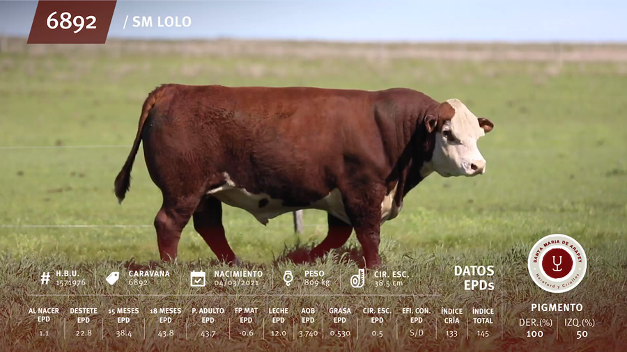 Lote Toros a remate en Remate anual Ñu Porá 2023, Paysandú