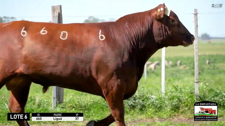 Lote 3 Toros a remate en Red Angus de La Empastada + Feria , Salto