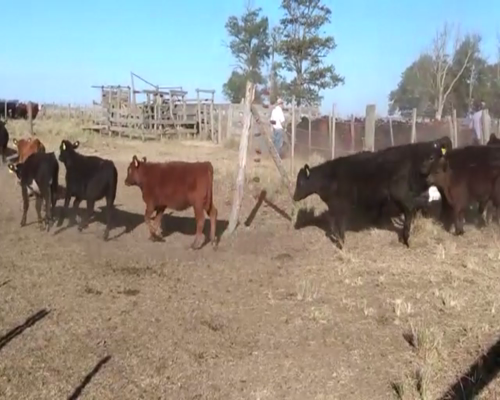 Lote 65 TERNS. MACHOS Y HEMBRAS, EN B. JUAREZ, PCIA. BS. AS.