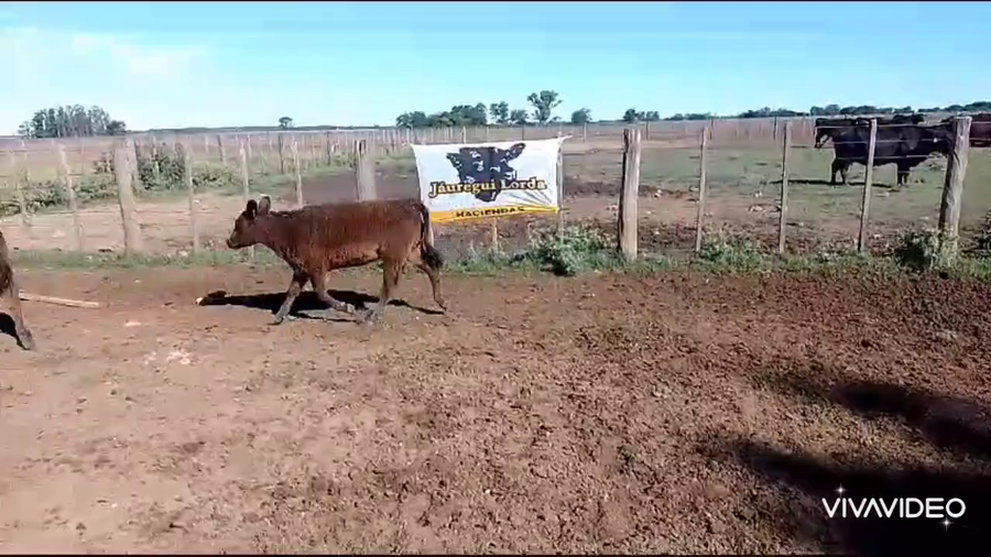 Lote 34 Terneras