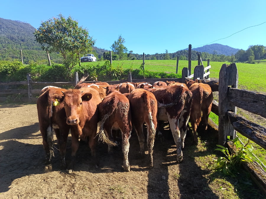 Lote 50 Vaquilla Engorda en Futrono, XIV Región Los Ríos