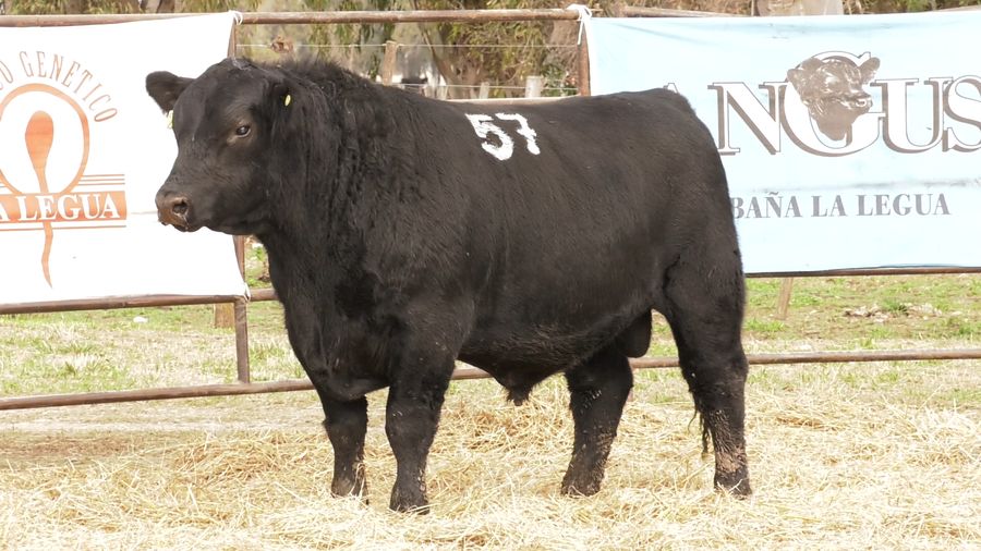Lote TOROS ANGUS NEGROS  PC