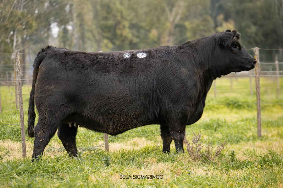 Lote VAQUILLONAS ANGUS  PP PREÑADAS