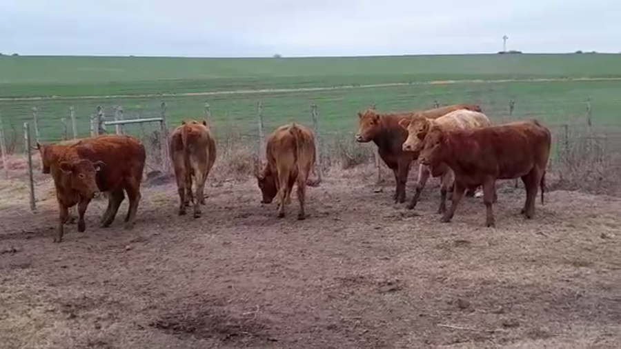 Lote (Vendido)7 Vacas de Invernada LIM/ AA a remate en PANTALLA GARLAND 440kg -  en EL CHILENO