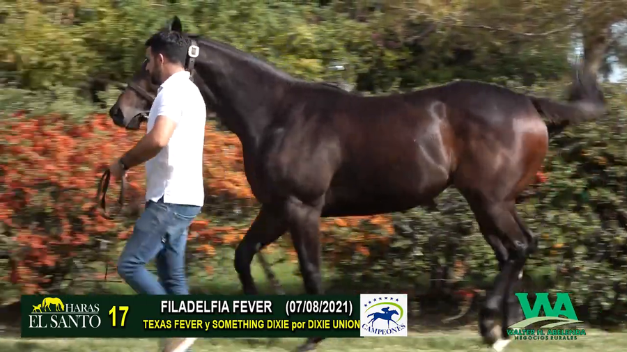 Lote FILADELFIA FEVER