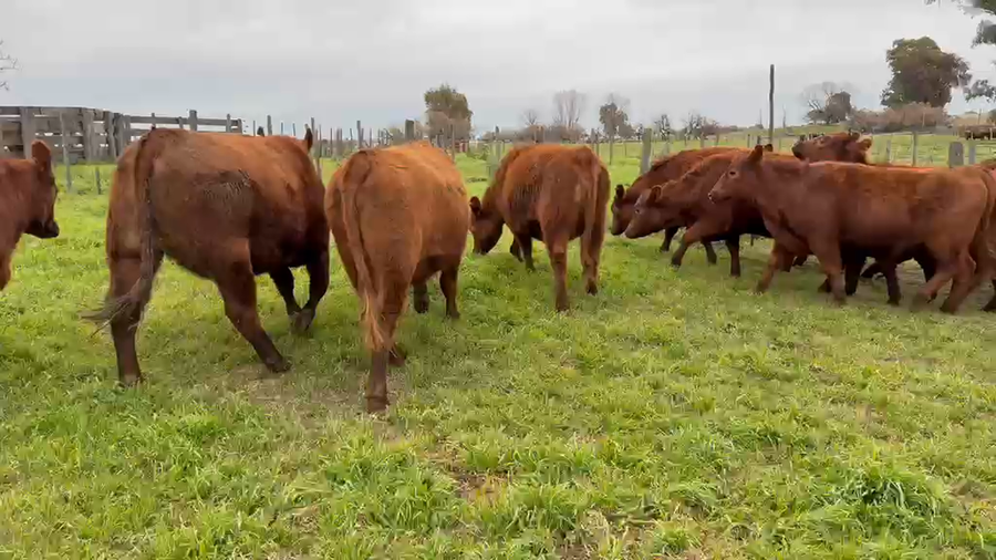 Lote 15 VAQUILLONAS DE CASI 2 AÑOS