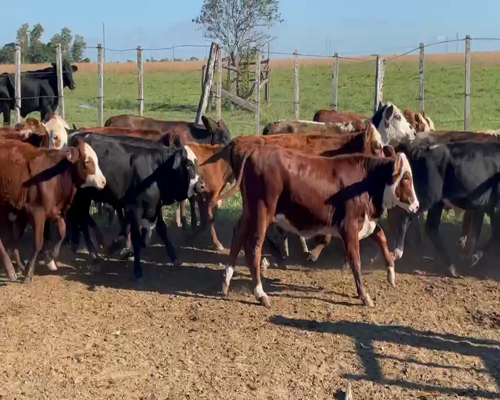 Lote 130 Terneros/as en Ita-Ibate, Corrientes