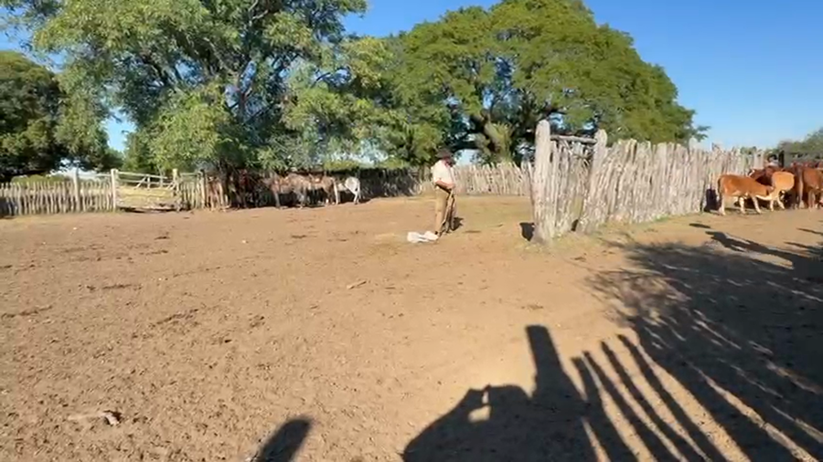 Lote 110 Terneros/as a término