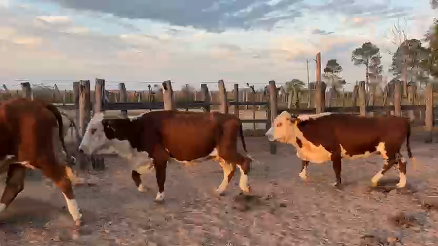 Lote 74 Vacas de invernar en Corrientes, Concepción