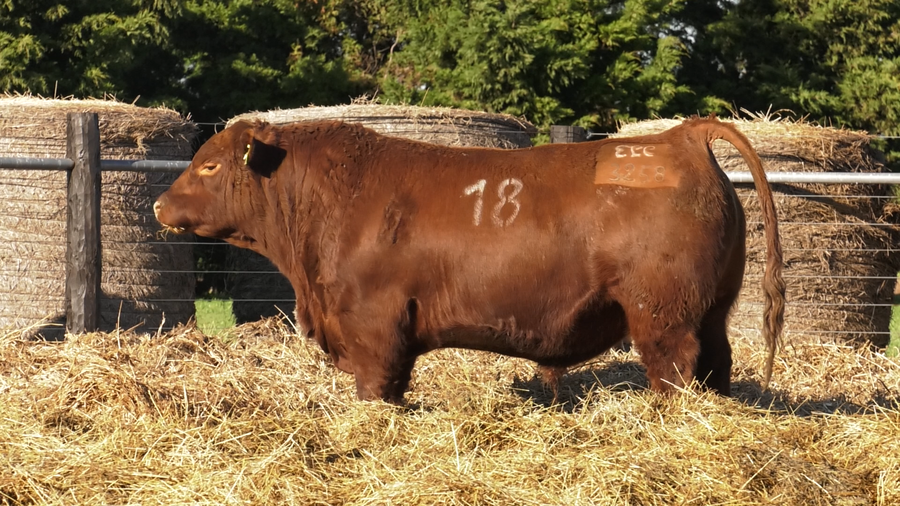 Lote TOROS ANGUS PURO CONTROLADO