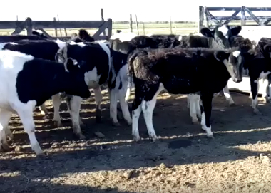 Lote 13 Terneras en Rafaela, Santa Fe