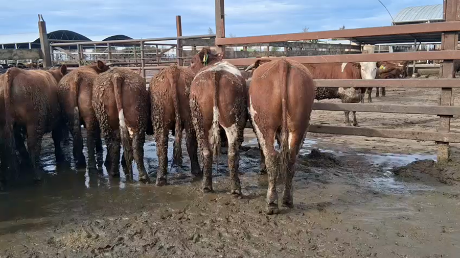 Lote 20 Novillo Gordo en Los Ángeles, VIII Región Biobío