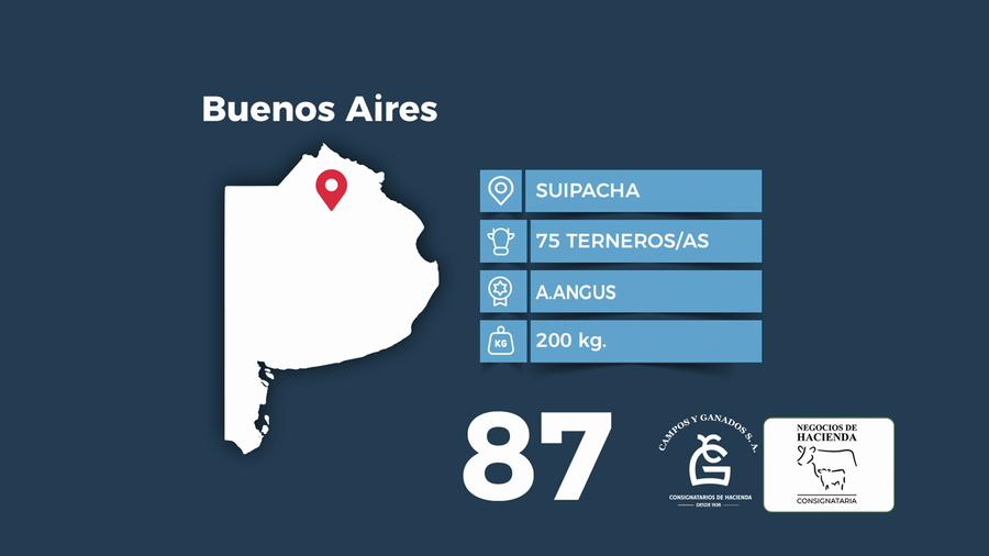 Lote 75 Terneros/as en Buenos Aires, Suipacha