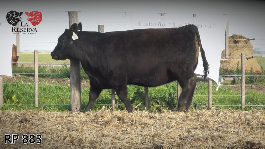 Lote Terneras PP al 100%