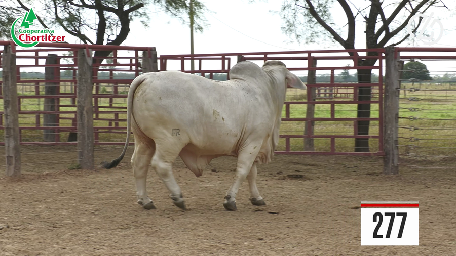 Lote Brahman