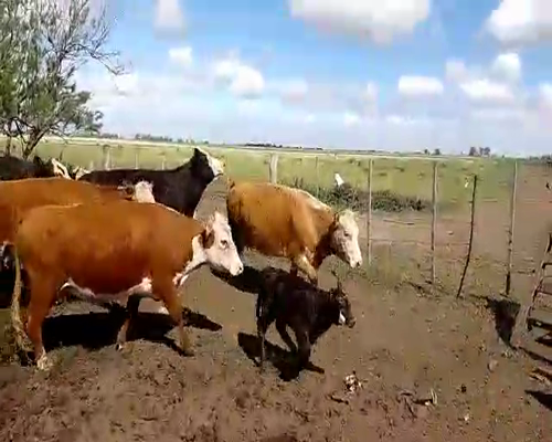 Lote 15 Vacas medio uso en Pehuajó, Buenos Aires