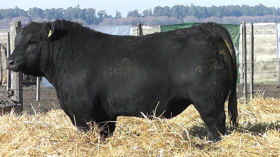 Lote TOROS PUROS POR CRUZA