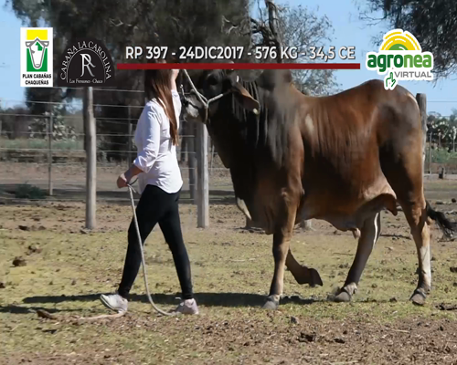 Lote TOROS BRAHAMAN "LA CAROLINA"