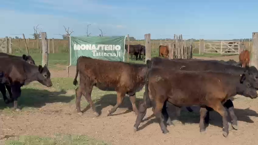 Lote 50 Terneros/as en Lincoln