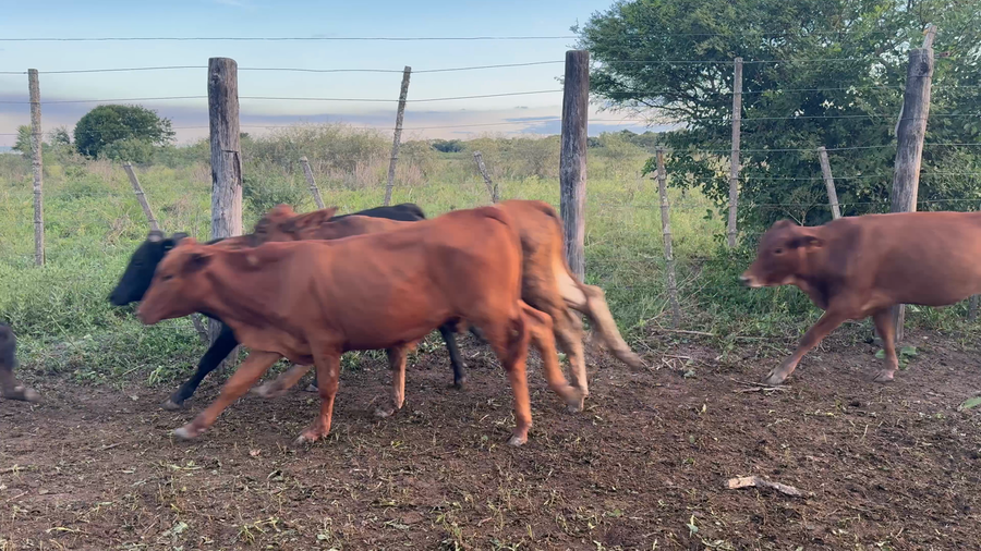 Lote 42 Terneros en Chaco, Pampa Almirón