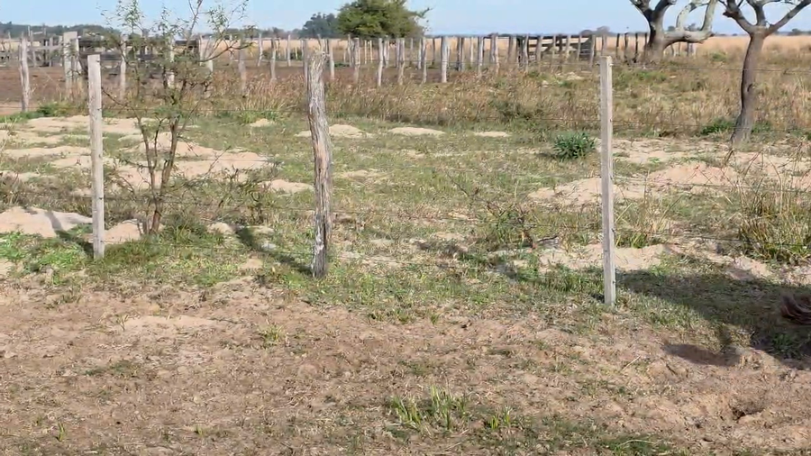 Lote 50 Vacas p/ invernar