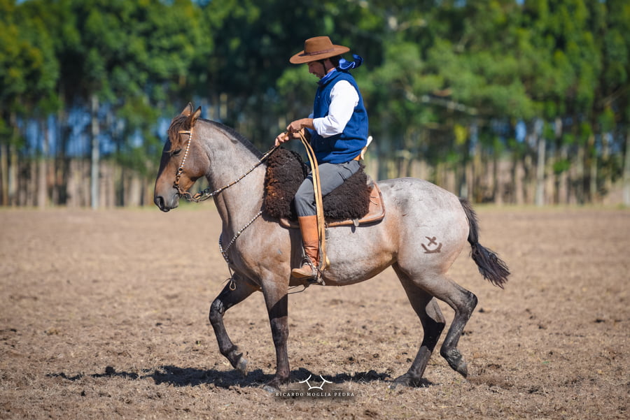 Lote RP 126 - Fogosa