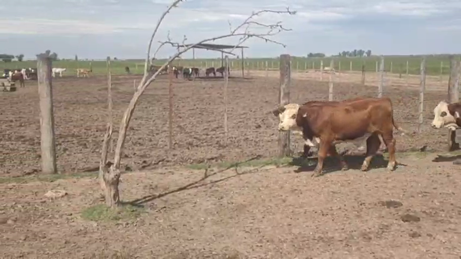 Lote 70 Terneros