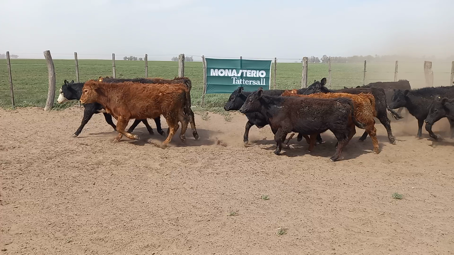 Lote 42 Terneras en Guamini