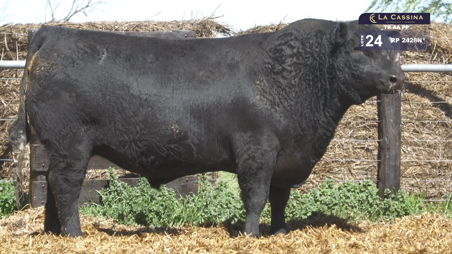 Lote TOROS ABERDEEN ANGUS PP