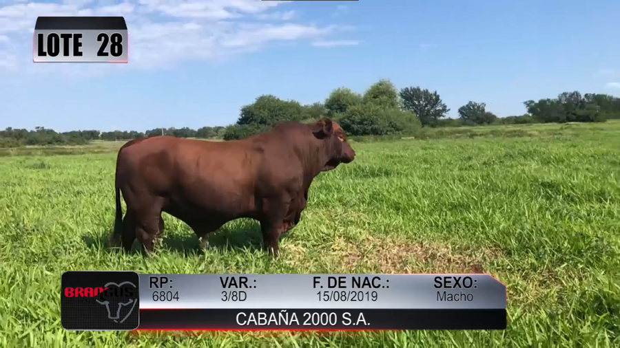 Lote Nacional de Otoño Brangus Campo - Lote 28