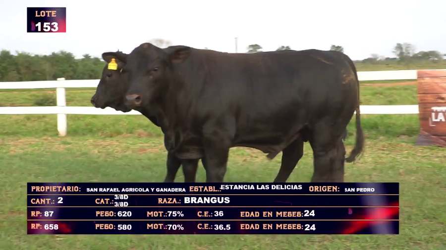 Lote DANIEL FRANCO DOMANICZKY - LOTE  153