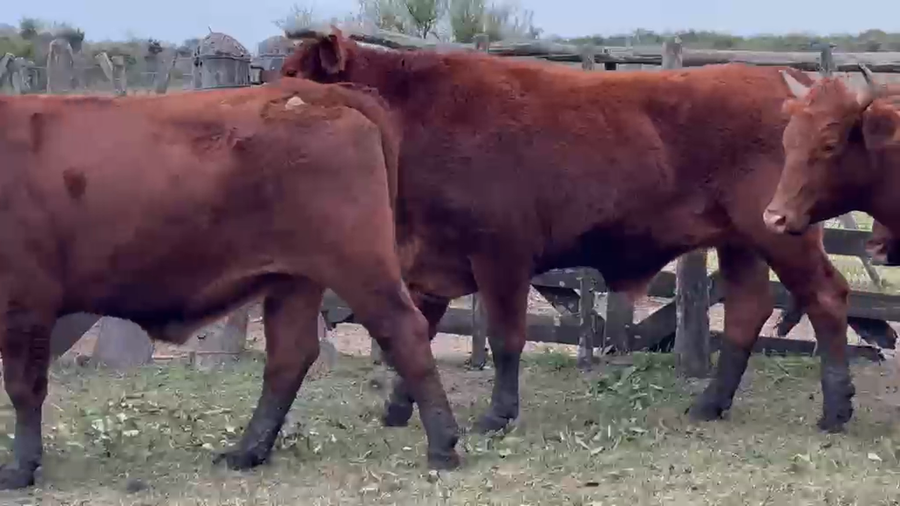 Lote 24 Novillos en Corrientes, Perugorría