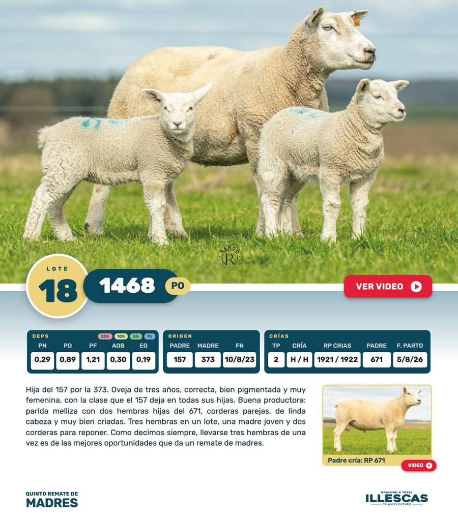 Lote Lote 18