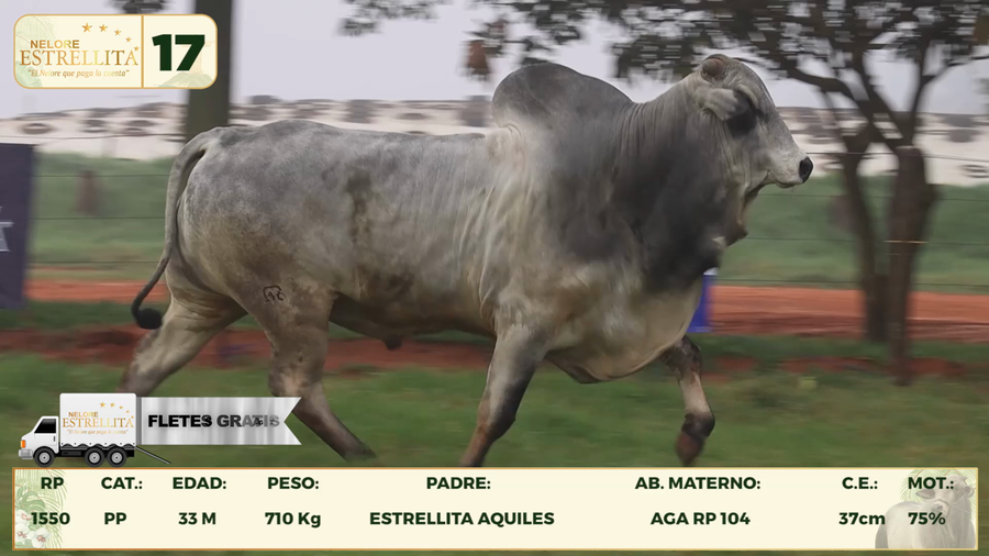 Lote LOTE 17
