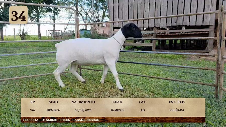Lote LOTE 34
