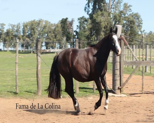 Lote FAMA DE LA COLINA